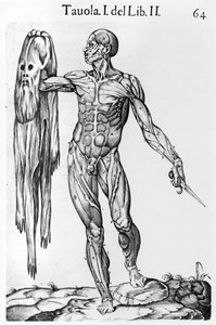 Anatomische studie, plaat 64, illustratie uit Anatomia del corpo humano door Juan de Valverde (ca.1525-ca.1587) Rome, 1560 door Italian School