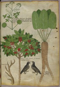Botanische illustratie van planten en vogels, ca. 1440