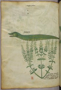 Botanische en dierlijke illustratie van een plant, een inktvis en een slang, ca. 1440 (inkt en kleur op perkament)