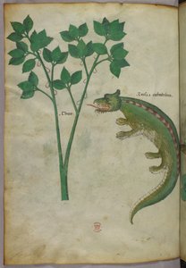 Botanische en dierlijke illustratie van een plant en een krokodil, ca. 1440 (inkt en kleur op perkament)