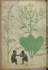 Botanische en dierlijke illustratie van een plant en twee apen, ca. 1440 (inkt en kleur op perkament) door Italian School