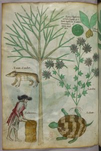Botanische en dierlijke illustratie van planten, een schildpad, een man en een ander dier, ca. 1440 (inkt en kleur op perkament)