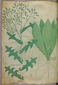Botanische illustratie, ca. 1440 (inkt en kleur op perkament)