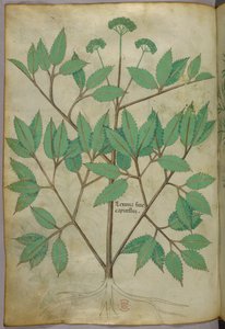 Botanische illustratie, ca. 1440 (inkt en kleur op perkament) door Italian School