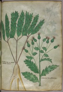 Botanische illustratie, ca. 1440 (inkt en kleur op perkament) door Italian School