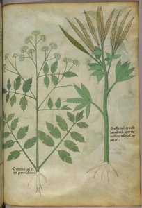 Botanische illustratie, ca. 1440 (inkt en kleur op perkament)