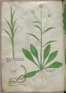 Botanische illustratie, ca. 1440 (inkt en kleur op perkament) door Italian School