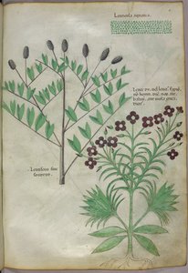 Botanische illustratie, ca. 1440 (inkt en kleur op perkament)