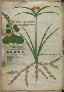Botanische illustratie, ca. 1440 (inkt en kleur op perkament) door Italian School
