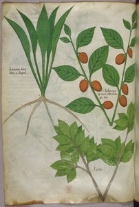 Botanische illustratie, ca. 1440 (inkt en kleur op perkament)