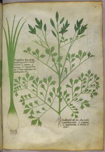 Botanische illustratie, ca. 1440 (inkt en kleur op perkament) door Italian School