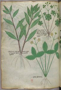 Botanische illustratie, ca. 1440 (inkt en kleur op perkament)
