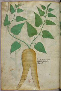 Botanische illustratie, ca. 1440 (inkt en kleur op perkament)