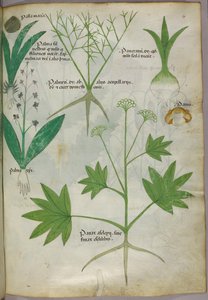 Botanische illustratie, ca. 1440 (inkt en kleur op perkament)