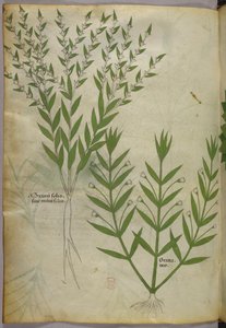 Botanische illustratie, ca. 1440 (inkt en kleur op perkament)