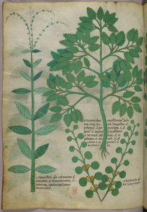 Botanische illustratie, ca. 1440 (inkt en kleur op perkament)