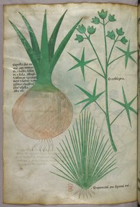 Botanische illustratie, ca. 1440 (inkt en kleur op perkament)