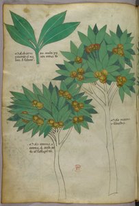 Botanische illustratie, ca. 1440 (inkt en kleur op perkament) door Italian School
