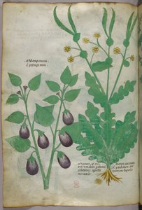 Botanische illustratie, ca. 1440 (inkt en kleur op perkament) door Italian School