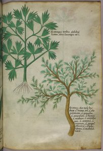Botanische illustratie, ca. 1440 (inkt en kleur op perkament)