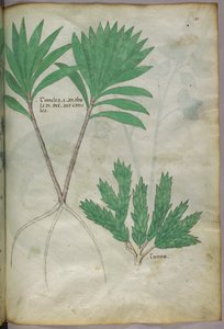 Botanische illustratie, ca. 1440 (inkt en kleur op perkament) door Italian School