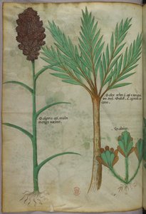 Botanische illustratie, ca. 1440 (inkt en kleur op perkament)