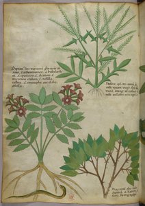 Botanische illustratie, ca. 1440 (inkt en kleur op perkament) door Italian School