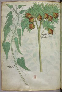 Botanische illustratie, ca. 1440 (inkt en kleur op perkament)