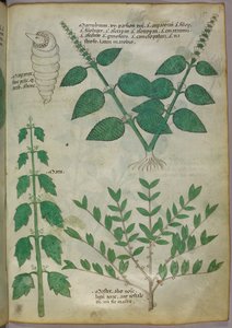 Botanische illustratie, ca. 1440 (inkt en kleur op perkament)