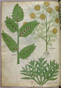 Botanische illustratie, ca. 1440 (inkt en kleur op perkament)