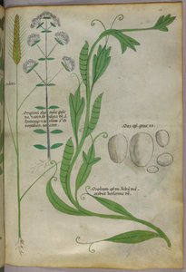 Botanische illustratie, ca. 1440 (inkt en kleur op perkament)