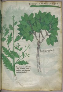 Botanische illustratie, ca. 1440 (inkt en kleur op perkament)