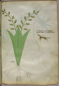 Botanische illustratie, ca. 1440 (inkt en kleur op perkament)