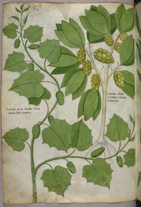Botanische illustratie, ca. 1440 (inkt en kleur op perkament) door Italian School