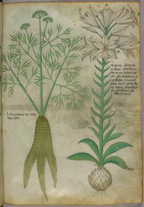 Botanische illustratie, ca. 1440 (inkt en kleur op perkament)