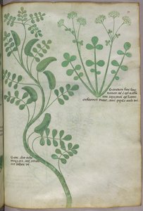 Botanische illustratie, ca. 1440 (inkt en kleur op perkament)