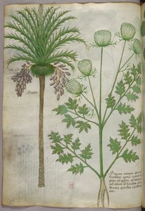 Botanische illustratie, ca. 1440 (inkt en kleur op perkament)
