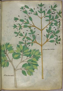 Botanische illustratie, ca. 1440 (inkt en kleur op perkament)