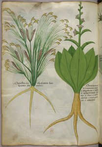 Botanische illustratie, ca. 1440 (inkt en kleur op perkament)