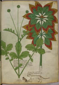 Botanische illustratie, uit Herbal, Tractatus de Herbis, Sloane 4016 f.40r, ca.1440 (inkt  kleur op perkament)