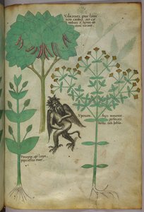 Botanische illustratie van een plant en een demon; het kruid Ypericon zou demonen afweren, ca. 1440 (inkt en kleur op perkament)
