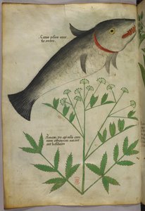 Botanische illustratie van een plant en een vis, ca. 1440 (inkt en kleur op perkament)