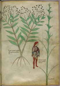 Botanische illustratie van een plant en een man die in een pot plast, ca. 1440 door Italian School