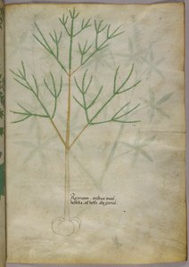 Botanische illustratie van een plant, ca. 1440 (inkt en kleur op perkament)