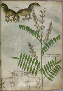 Botanische illustratie van een plant, twee geiten en twee vogels, ca. 1440 (inkt en kleur op perkament) door Italian School