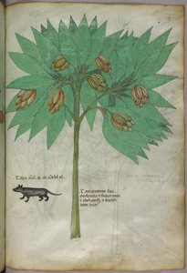 Botanische illustratie van een plant met een dier, ca. 1440 (inkt en kleur op perkament)