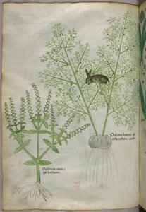 Botanische illustratie van een basilicumplant [ocimum], en een haas tussen asperges [palatio leporis], ca. 1440 (inkt en kleur op perkament)