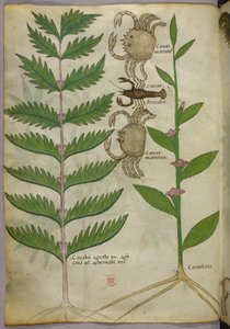 Botanische illustratie van krabben en een schorpioen, ca. 1440 (inkt en kleur op perkament)