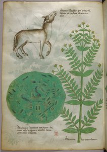 Botanische illustratie van plant met paard, ca. 1440 (inkt en kleur op perkament)