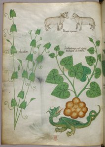 Botanische illustratie van planten, een draak en schapen, ca. 1440 (inkt en kleur op perkament)